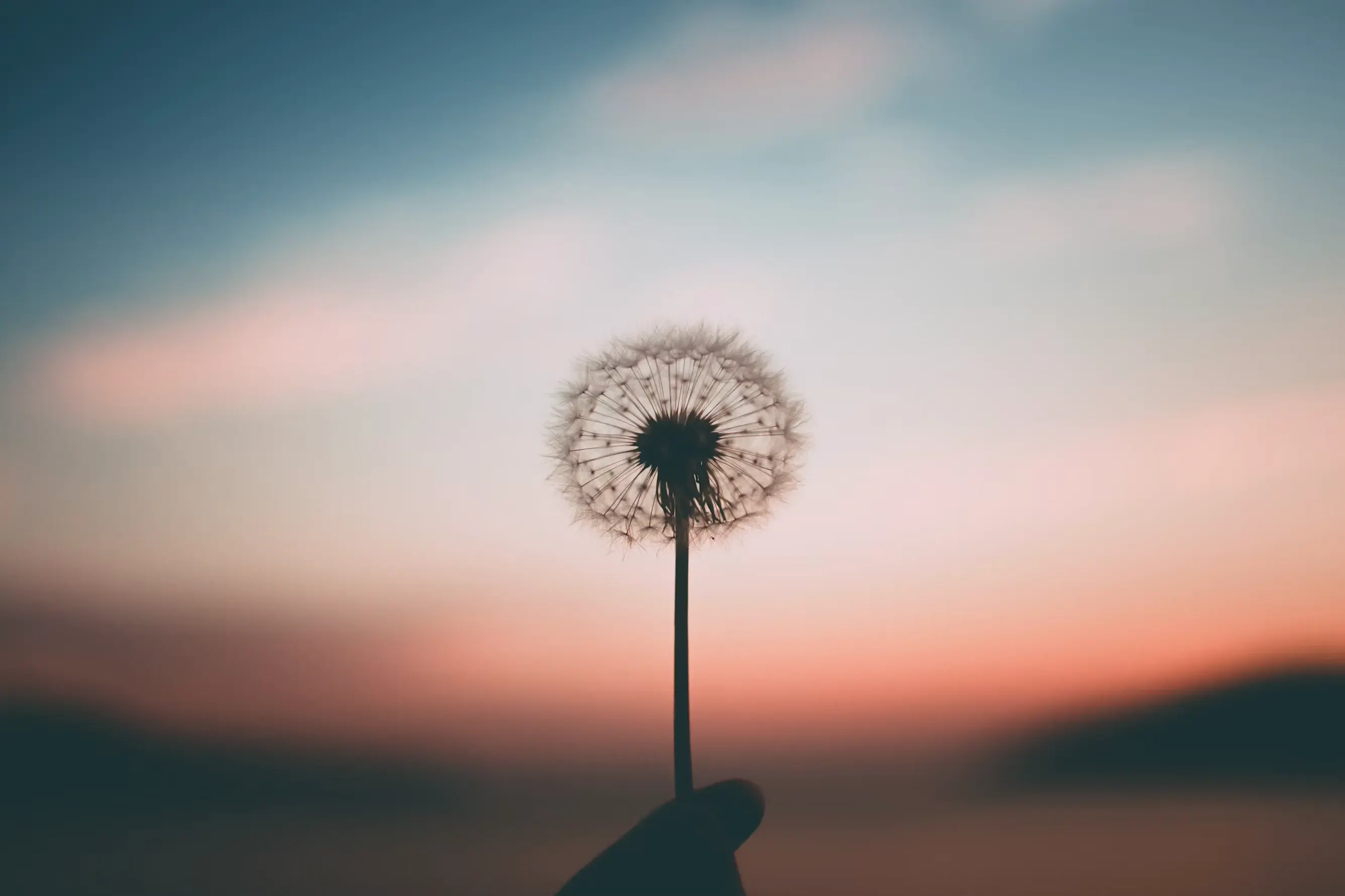 Un diente de león a contraluz sostenido por una mano frente a un cielo de atardecer.