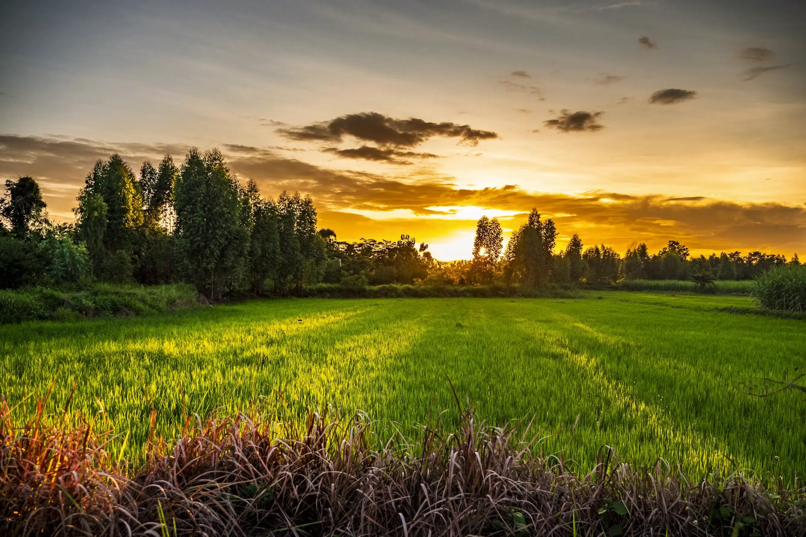Tramonto dorato su un rigoglioso campo verde.