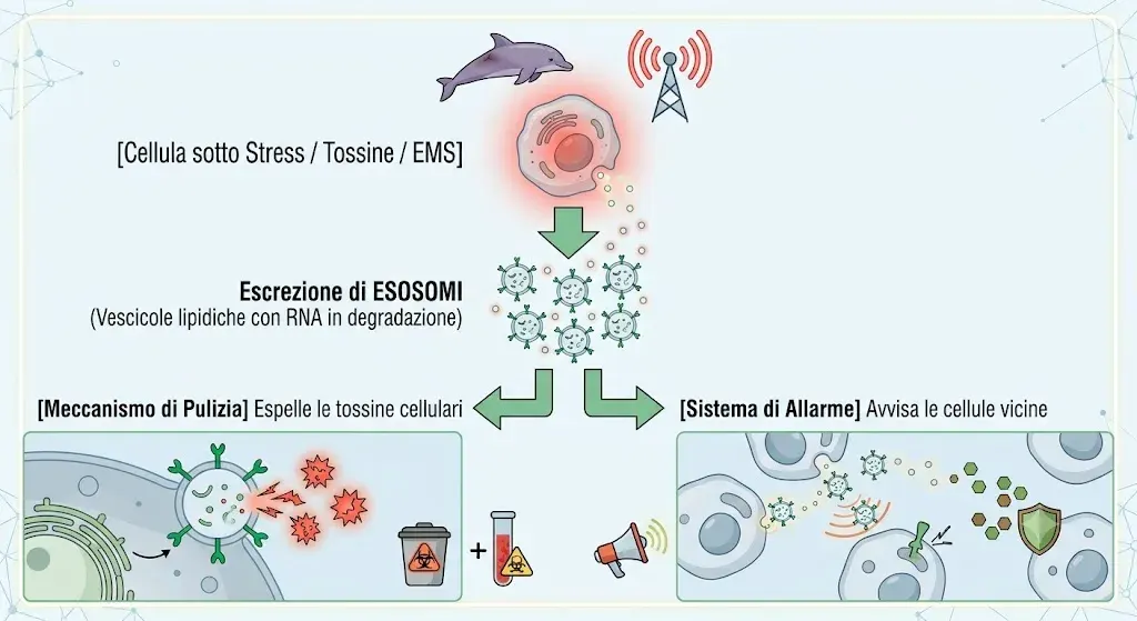Diagramma del sistema di escrezione degli esosomi. In alto, una cellula sotto stress da tossine o campi elettromagnetici —simboleggiati da un delfino spiaggiato e da un'antenna trasmittente— rilascia esosomi: vescicole lipidiche con RNA di degradazione. Da lì partono due frecce: a sinistra il meccanismo di pulizia, che espelle le tossine cellulari; a destra il sistema d'allarme, che avverte le cellule vicine affinché attivino le proprie difese.